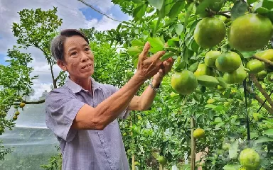 Sử dụng phân bón khoa học để hồi sinh ‘vương quốc quýt hồng’